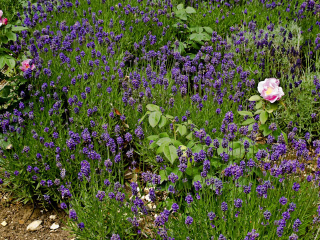 Lavender and  roses