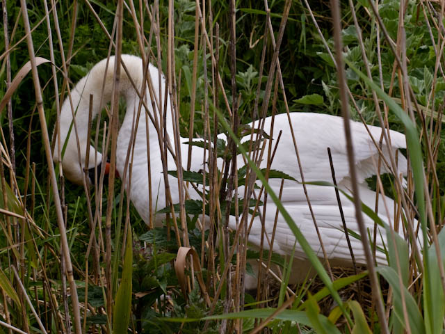 Swan in the rushes