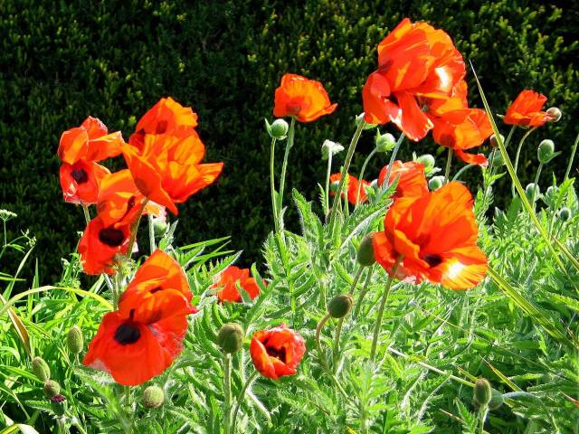 Poppies