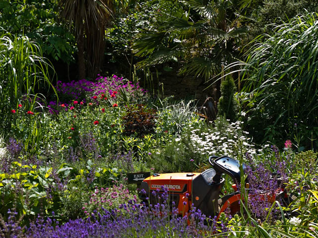 Lawnmower in the lavender