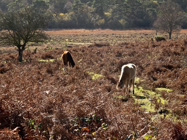 New Forest Ponies