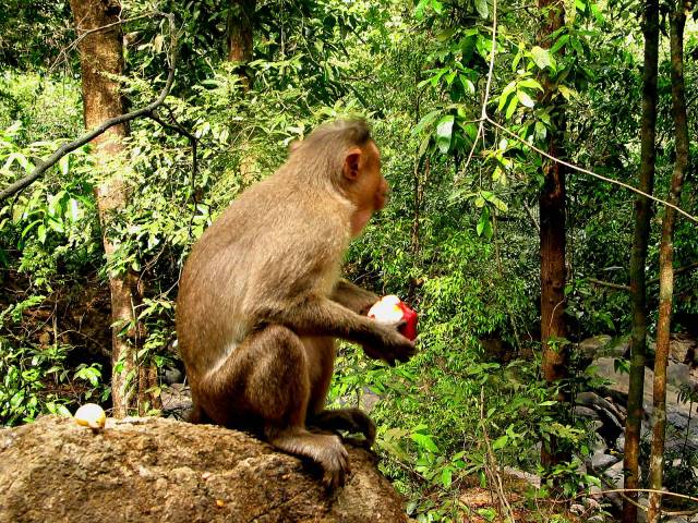 Monkey holding apple