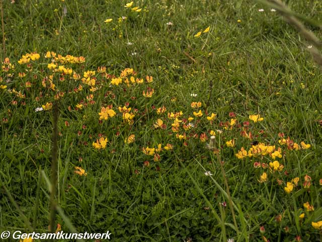 Buttercups on lawn