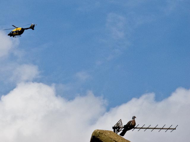 Helicopter and pigeon