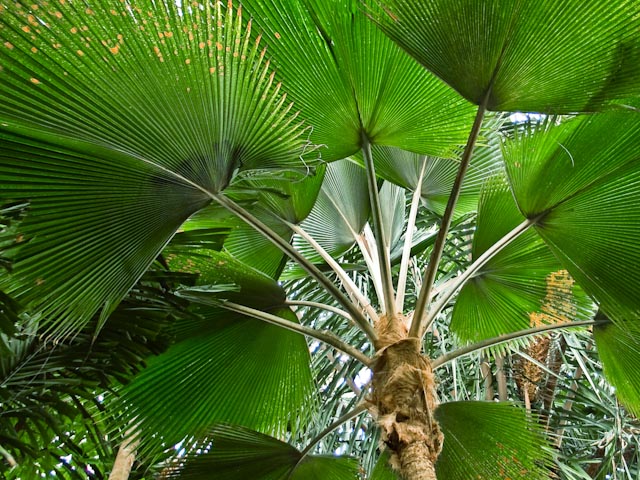 A fan of palms