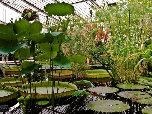 Water Lily House
