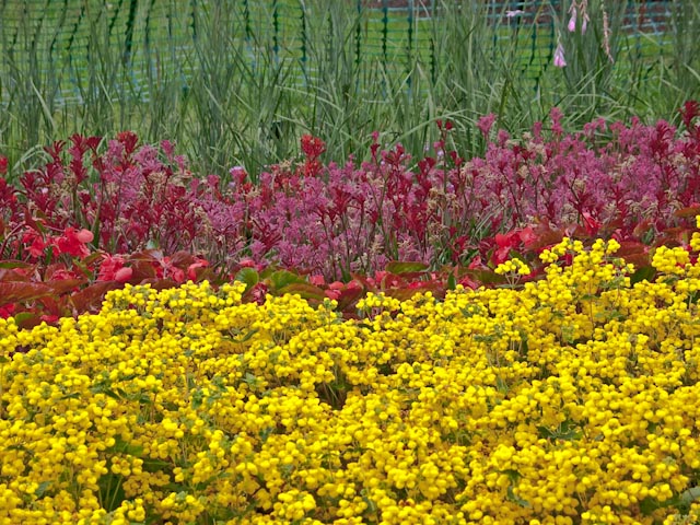 Kew Gardens: Yellow and burgundy