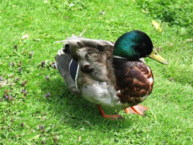 Mallard