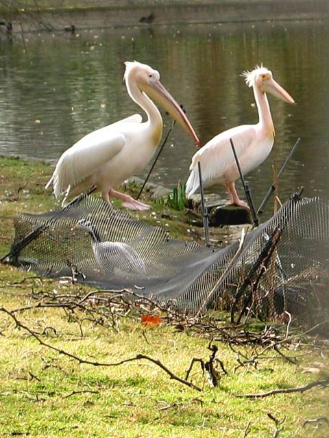 Pelicans