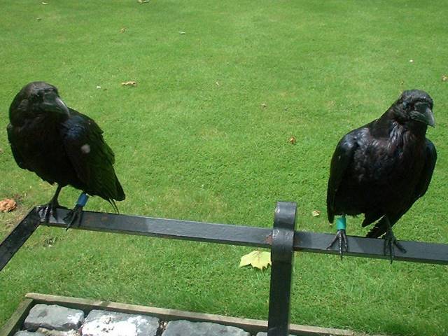 Ravens