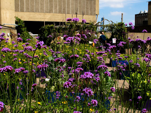 Rooftop garden