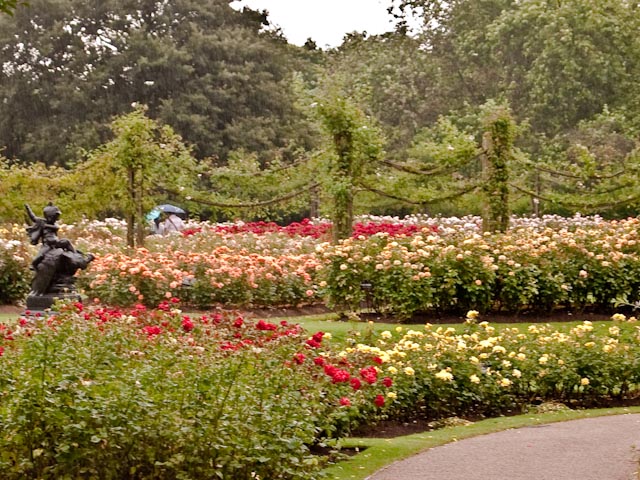 Rose garden