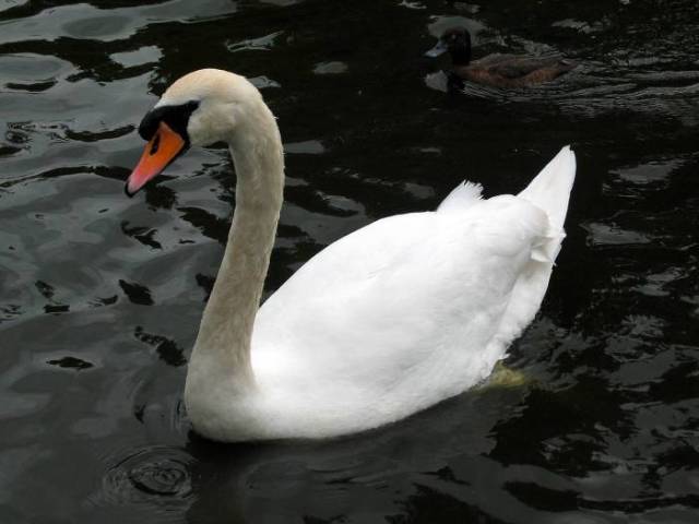 Swan