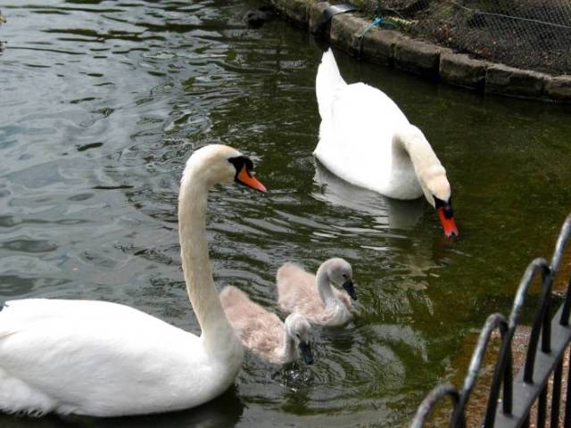 Swan Family