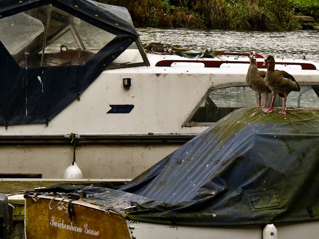 Twickenham Goose