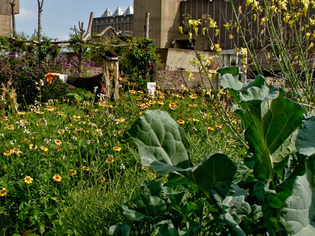 Wild flowers