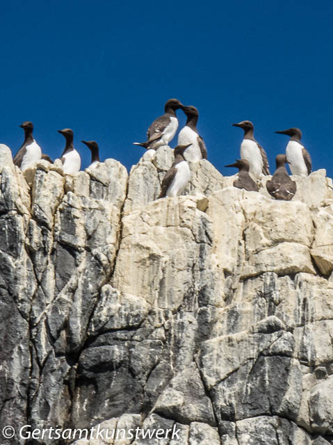Clifftop cormorants