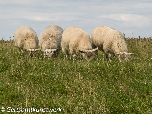 Grazing sheep