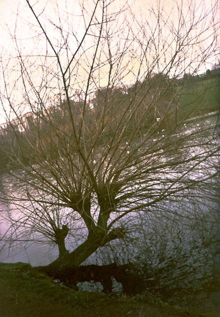 A tree by the lake