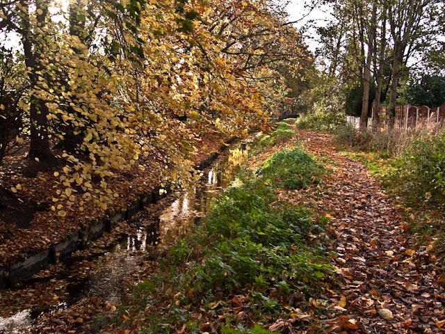 Autumnal brook