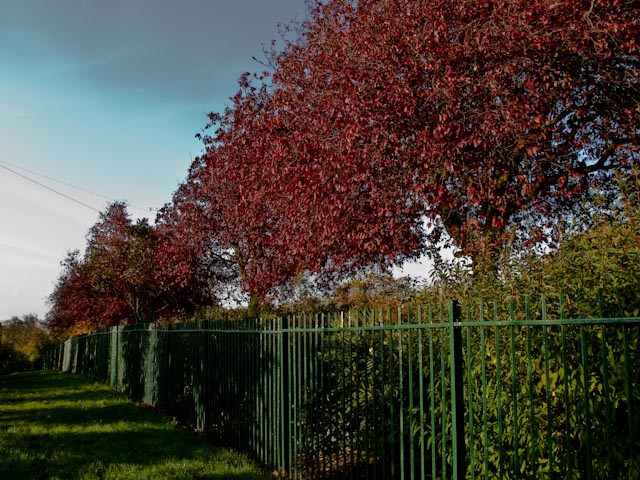 Red leaves with fence