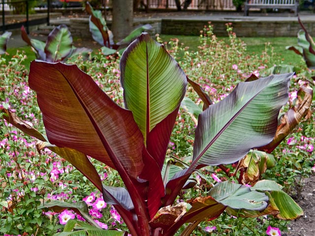 Leafy plant