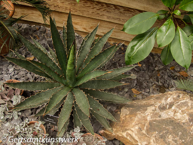 Agave