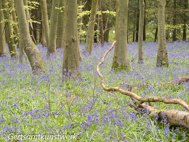 Bluebells and trunks