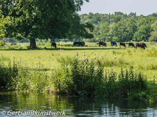 Cattle and geese