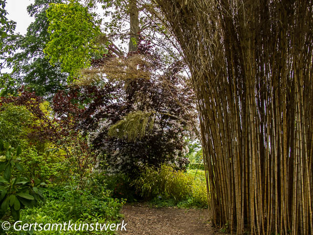 Giant bamboo