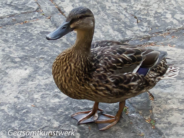 Hotel duck