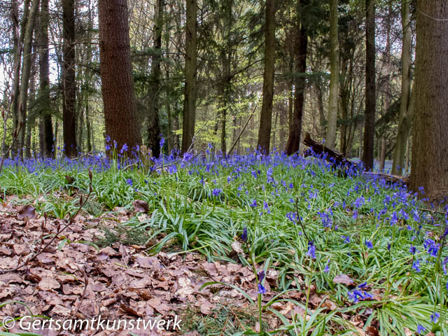Leaves and bluebells