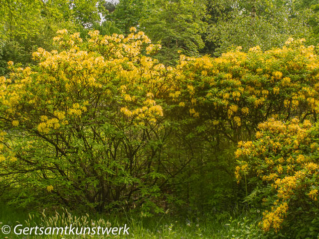 Yellow rhodos