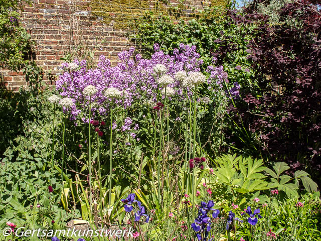 Alliums