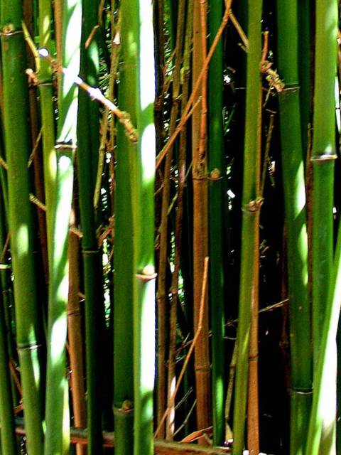 Bamboo