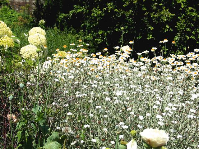 Daisies