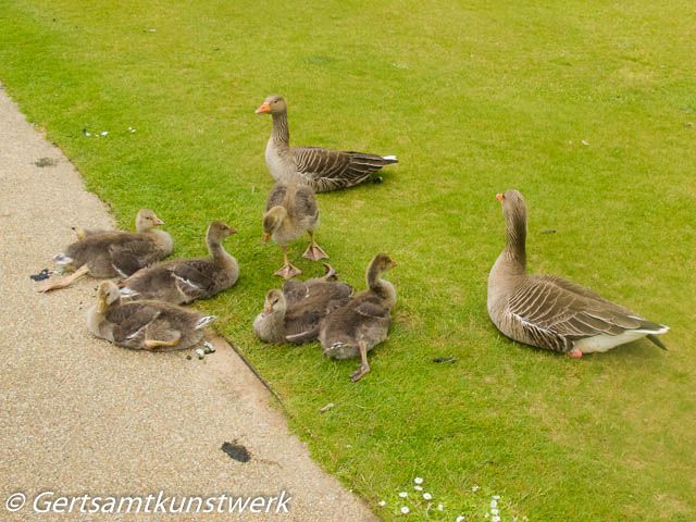 Goose family