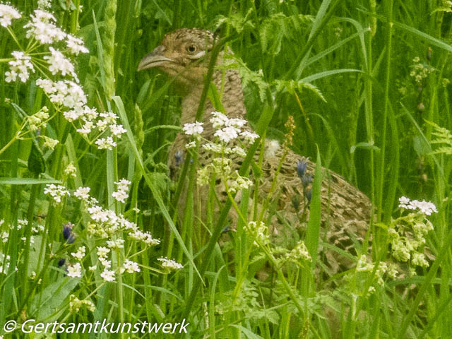 Grouse