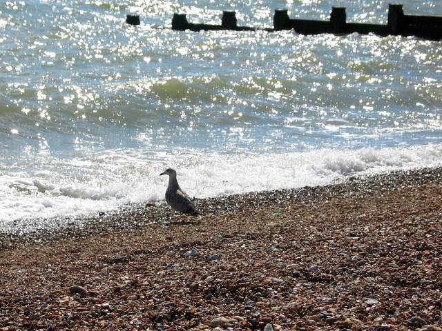 Gull on beach