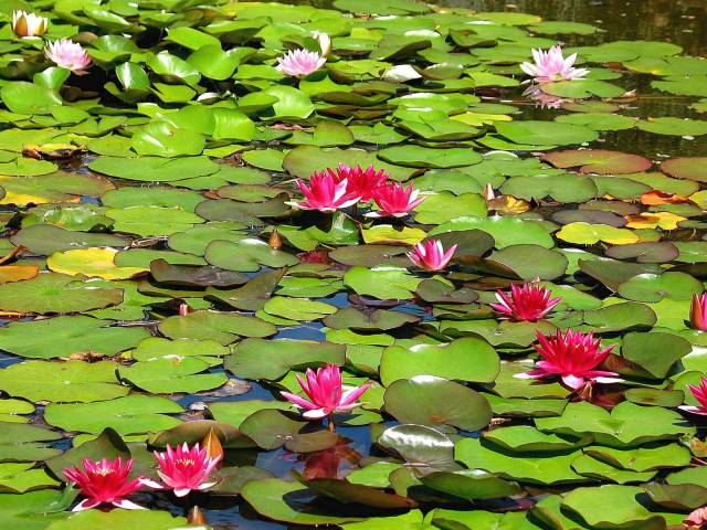 Lily Pond