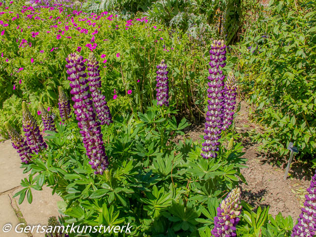 Lupins