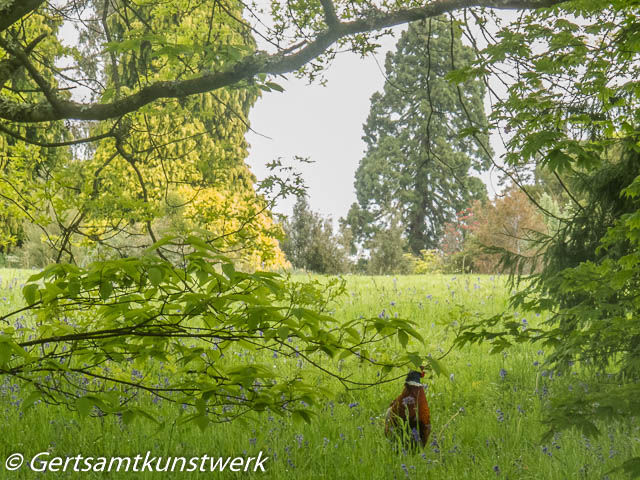 Pheasant in field