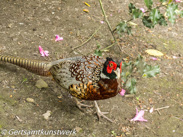 Pheasant