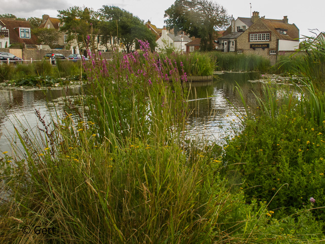 Rottingdean Pond