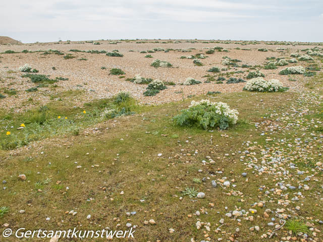 Sea kale