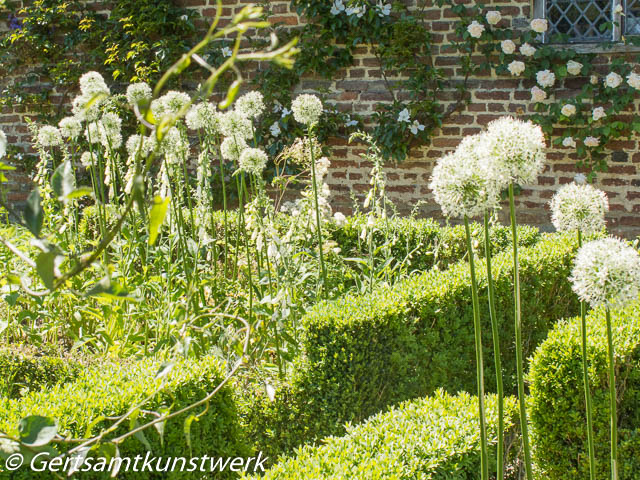 White alliums