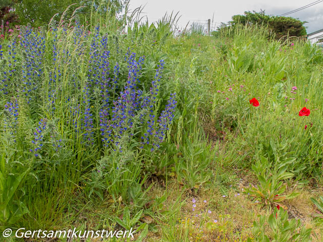 Wild flowers