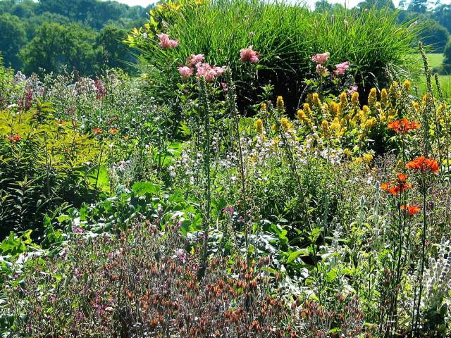 Wild Flowers