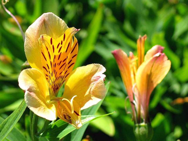 Yellow Flower