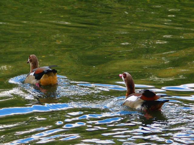 Chinese ducks